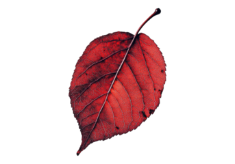 Photo of red autumn leaf .Transparent background. Isolated PNG.