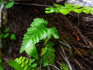 fern growing in the woods of trees 