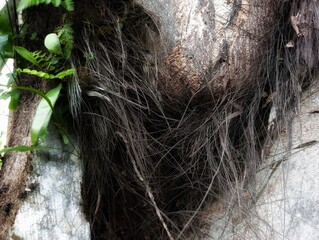 Palm tree fiber close-up photography 