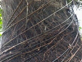 Close-up of palm fiber 