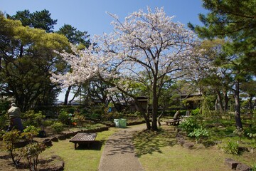 Fototapeta premium 桜満開の春の野島公園 