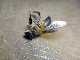 Dead bee on the ground