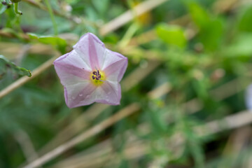 close-up of a pink and white field bindweed flower a.k.a. bearbine, bethbine, cornbine, field convolvulus, wild convolvulus (Convolvulus arvensis) 