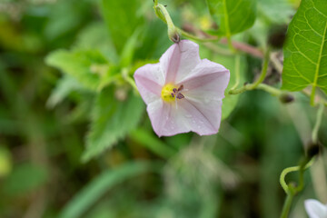 close-up of a pink and white field bindweed flower a.k.a. bearbine, bethbine, cornbine, field convolvulus, wild convolvulus (Convolvulus arvensis) 