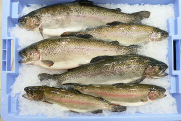 Fresh trouts lie on ice in a light blue container