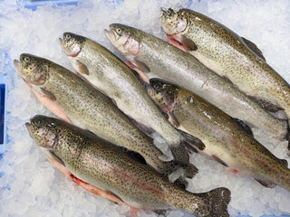 Group of fresh trout fish on crushed ice