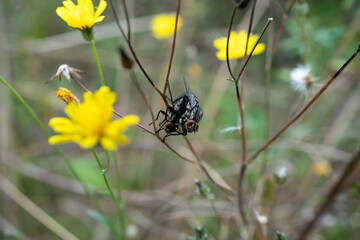 close-up of a pair of mating housefly (houseflies, Musca domestica) 
