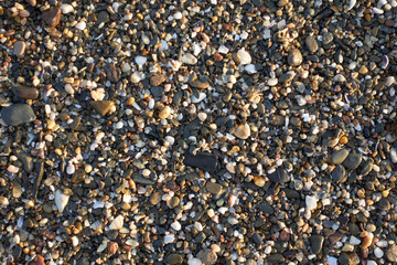Detail of a diverse collection of small pebbles and shells on the wet seashore of a beach with variety of colors, shapes, and textures of natural elements