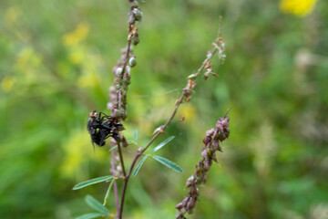 close-up of a pair of mating housefly (houseflies, Musca domestica) 