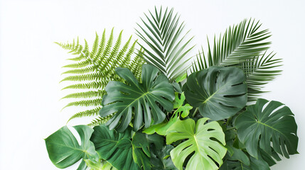 Lush green tropical plants leaves bush leaf with monstera, palm, rubber plant, pine and fern