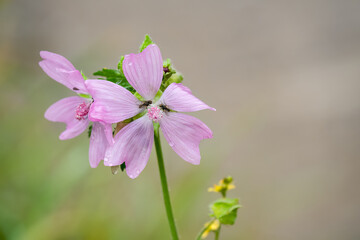 close-up of a beautiful pink wild Musk Mallow flowers (Malva moschata) Wilts UK