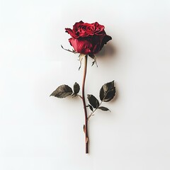 Red rose on white background on Valentine's Day.