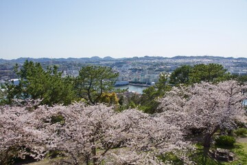 桜満開の春の野島公園
