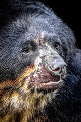 Close-Up of Spectacled Bear with Distinctive Facial Markings