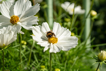 Obraz premium close-up of a bumblebee (Bombus) feeding on a cosmos flower (Cosmos bipinnatus, Mexican aster) 