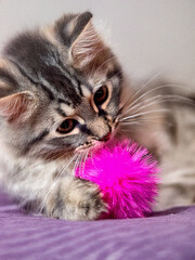 orange color cat playing with toys