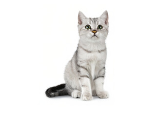 gray cat staring somewhere