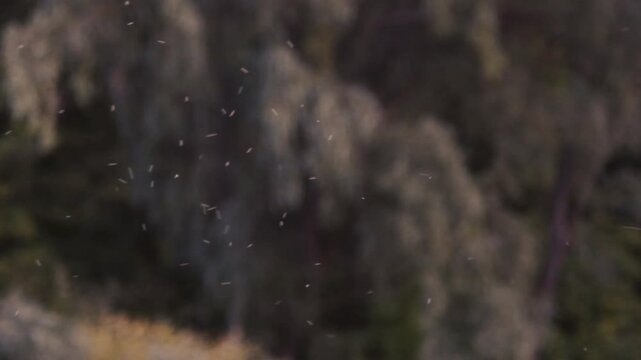 Small midges fly against the background of trees and forest. Insects in the natural environment among the forest and reservoir.