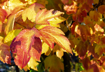 Autumn Leaves in Vibrant Red and Yellow Tones