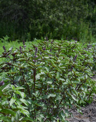Fototapeta premium Green basil with flowers, in the open ground, on a bright sunny day.