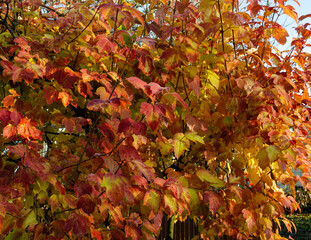 Vibrant Yellow and Red Fall Leaves Close-up