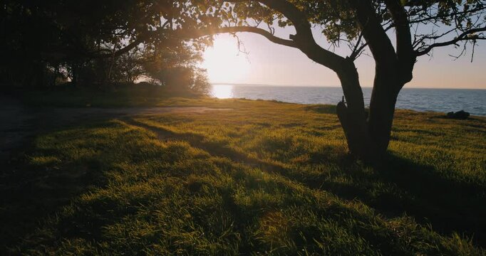 Silhouette of the tree cupola at sunset near sea, steadicam shot