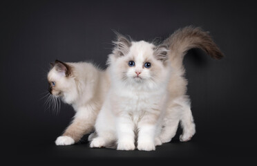 Cute fluffy Ragdoll cat kitten, sitting up. Looking straight to camera with dark blue eyes. Other cat walking behind it like photobomb. Isolated on a black background.