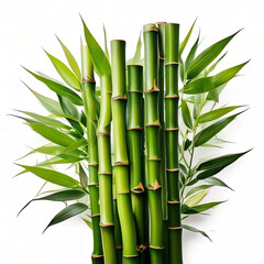 Obraz premium green bamboo with leaves on white background