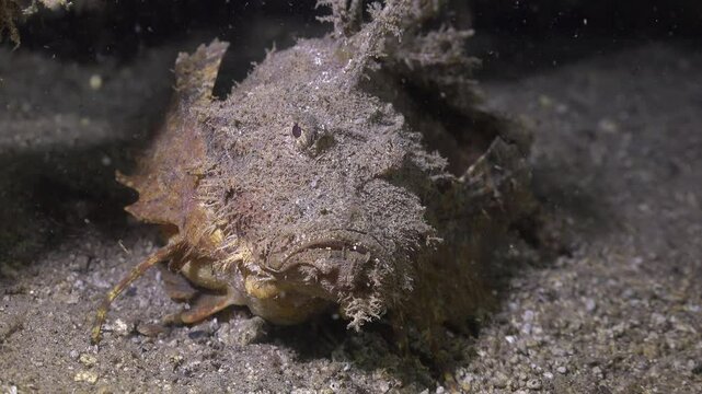Inimicus didactylus (Demon Stinger) looks at the camera and begins to slowly move down the slope. It moves very slowly because its belly is extremely large