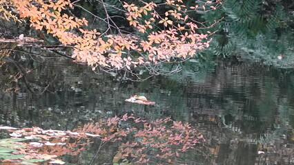 水面に映る紅葉