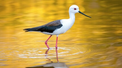 Obraz premium Elegant Bird Standing in Golden Water Reflection