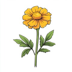 Fototapeta premium sketch of marigold flower