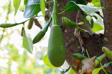 Jackfruit tree with hard-shelled unripe fruit in the Botanical garden in Puerto de la Cruz,...