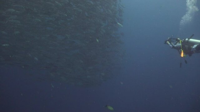 An underwater photographer is taking photos of a massive school of bigeye trevally