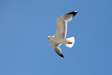 yellow-legged gull (Larus michahellis) flying against blue sky. sunny day