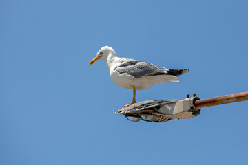 yellow-legged gull (Larus michahellis) on a street lamp, against blue sky. sunny day