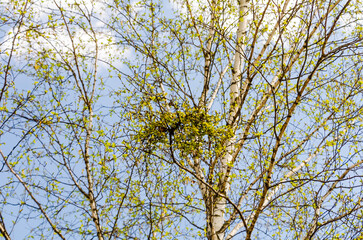 Looking up at bright spring birch tree branches with fresh leaves under a clear blue sky, horizontal