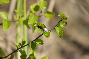 Looking up at bright spring birch tree branches with fresh leaves, with brown background, horizontal