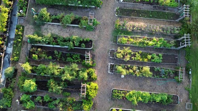 Row of wooden and metal galvanized raised beds at community garden in Coppell, suburbs Dallas Fort Worth metroplex, organic growing vegetable group gardening allotment patch green, flyover, Texas