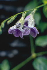 Asystasia gangetica Plant bloomed in a raily day.