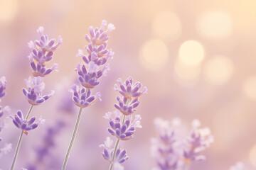 Obraz premium Tranquil Lavender Field in Soft Sunlight with Dreamy Bokeh Background