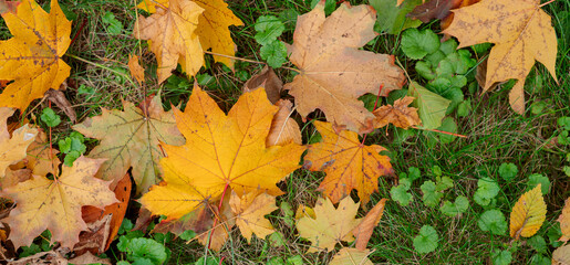 Autumn in park or forest. Fallen yellow leaves on earth. Panorama banner warming photo with fall mood