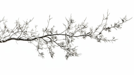 Branches of tree covered in hoarfrost on white background -