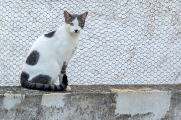 Fototapeta premium white and gray cat standing on a cement fence, looking the camera ,against gray background. selective focus