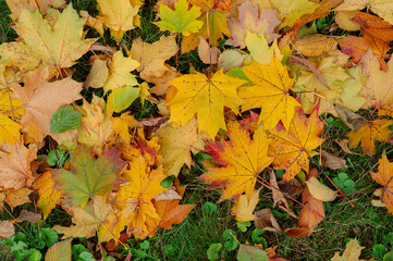 Fallen leaves on green grass ground in autumn park. Fall background