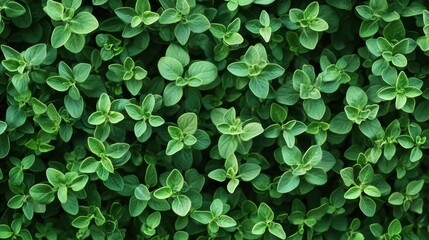 A background completely packed with fresh thyme sprigs, tightly arranged to create a fragrant, green surface with delicate leaves filling every space.