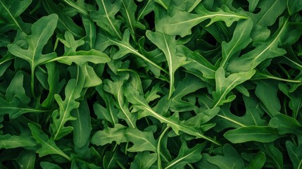 Fototapeta premium A lush spread of arugula leaves, arranged densely to fill the whole frame with fresh green tones and jagged leaf shapes.