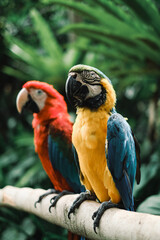 A pair of macaws is sitting on a branch in the zoo