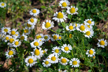 Fototapeta premium chamomile or camomile in a field. sunny day. selective focus. top view