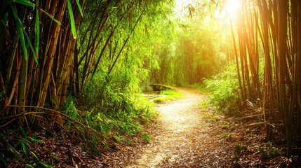 Fototapeta premium Bamboo Forest in Morning Light